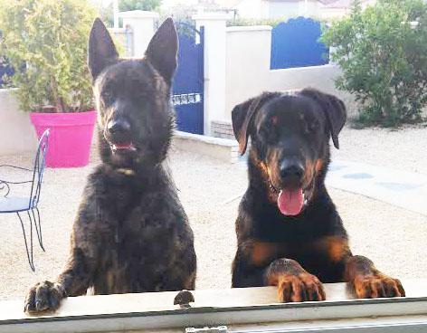 domainedelalicorne.fr Elevage de beauceron chiot beauceron pure race élevage du clos de la licorne elevage des gardiens de la licorne elevage beauceron noir et feu authentique gros gabarits élevage de Beauceron familial sérieux et qualité domainedelalicorne.fr suivi des chiots conseil d’éducation chiot propre bas rouge santé caractère spécialiste du beauceron noir et feu ou arlequin chien rustique berger de France  nos chiots sont élevés avec amour et attention notre passion au service de la qualité Beauceron de qualité et sportif domaine de la licorne 04380 BARRAS élevage en liberté éleveur berger de beauce élevage de beauceron de travail 